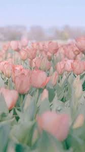 Pink tulips